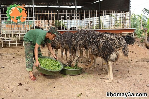Đà điểu ăn gì để phát triển toàn diện cách tốt nhất?